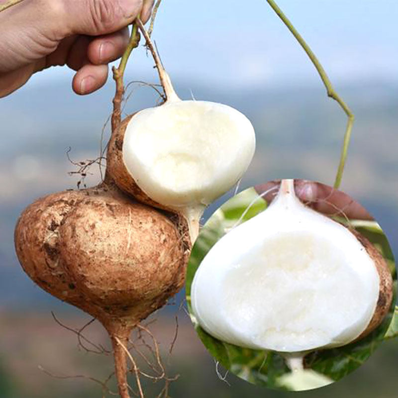 四川牧马山地瓜种籽孑凉薯种子水果超甜早熟四季沙葛土瓜白番薯春