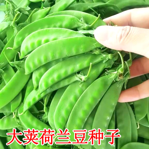 蔬菜种子四季荷兰豆豌豆高产