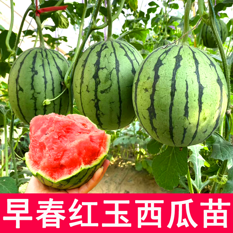 早春红玉西瓜种子超甜四季