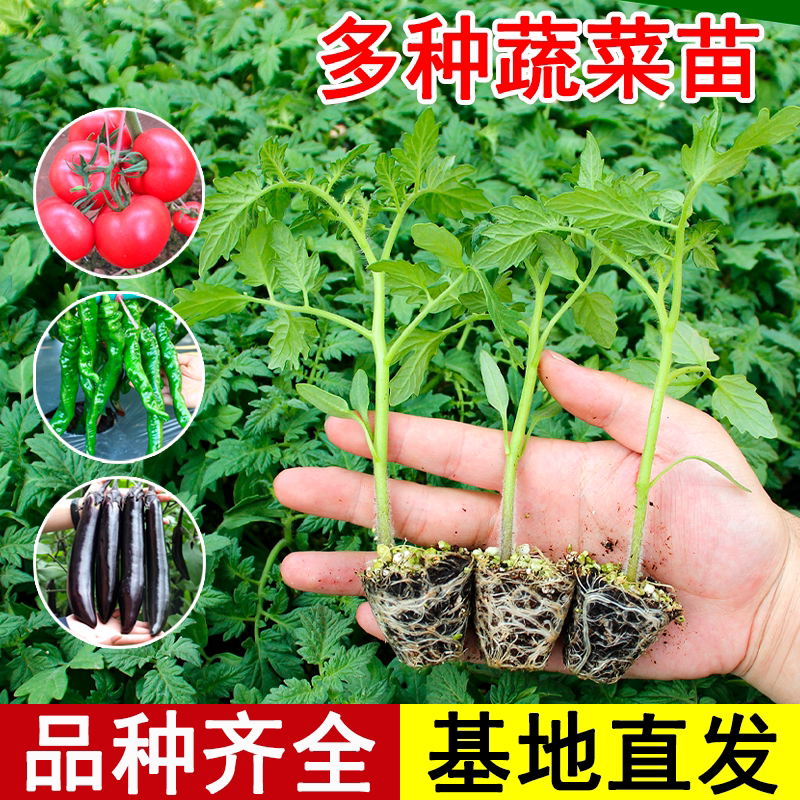 寿光蔬菜苗小番茄秧苗西红柿大全茄子辣椒苗丝瓜西瓜黄瓜甜瓜菜苗