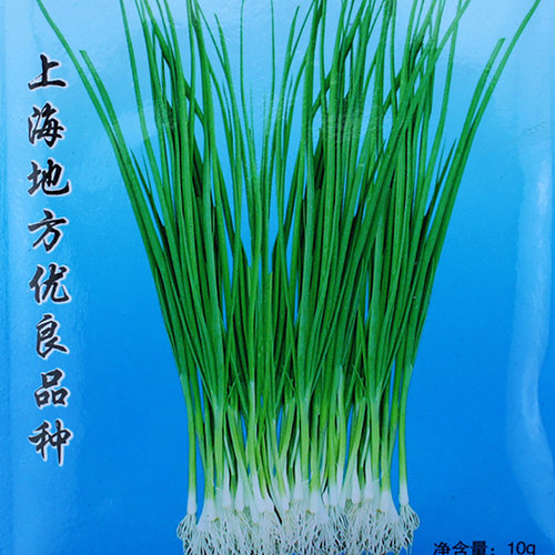 上海细香葱种子四季高产蔬菜