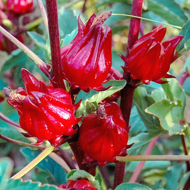 洛神花种子玫瑰茄花种籽孑子红桃K食用花茶阳台四季播种开花花种