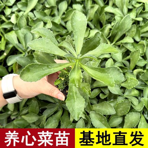 高钙养心菜种子种籽苗救心菜孑特色蔬菜四季青菜秧苗盆栽阳台菜苗 - 封面