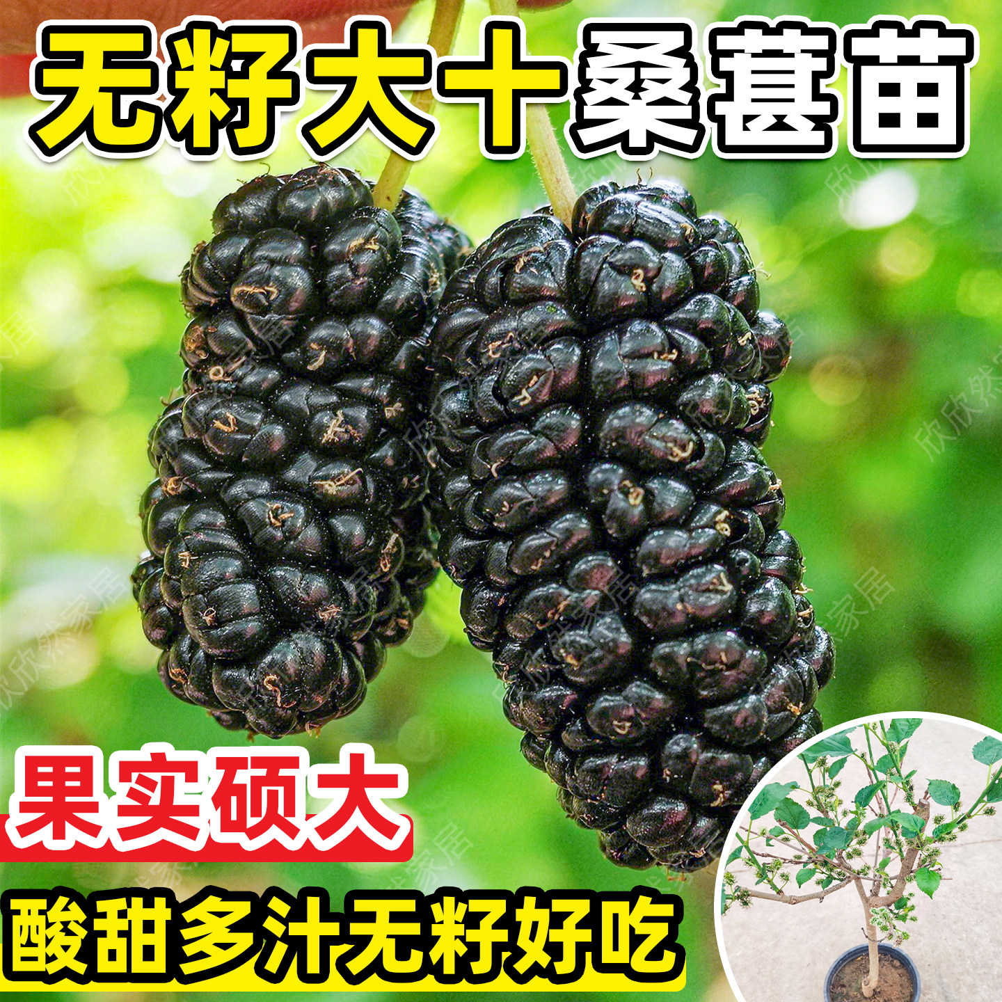 无籽大十桑葚树苗四季种当年结果
