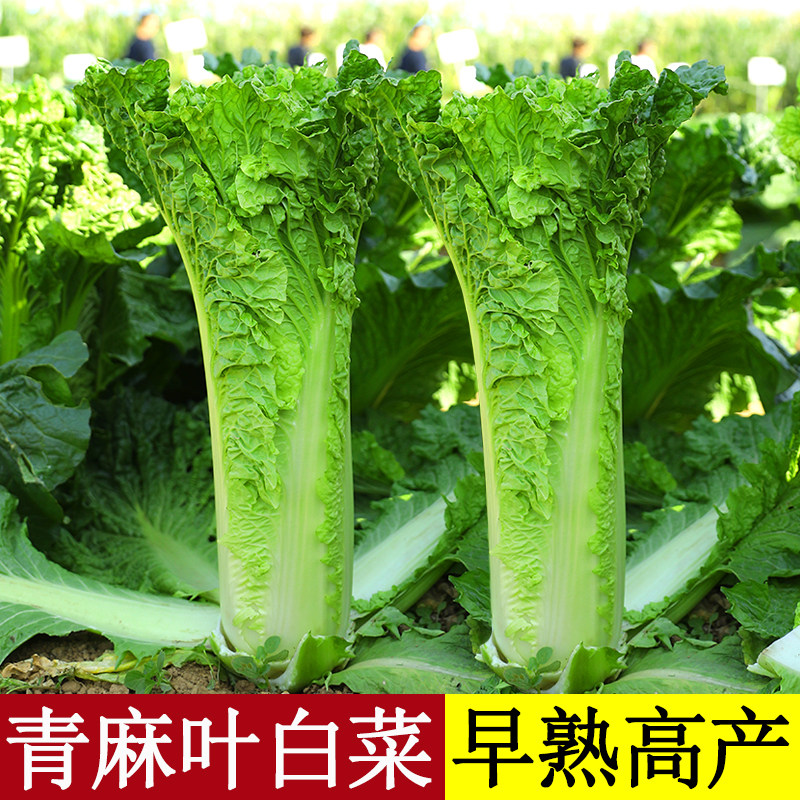 青麻叶大白菜种子秋季高产蔬菜
