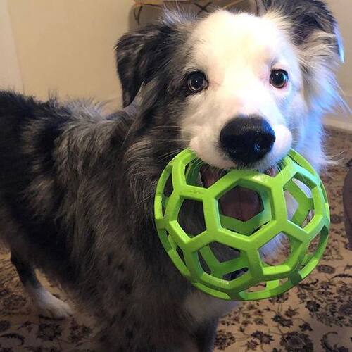 Petmate狗狗漏食益智橡胶球