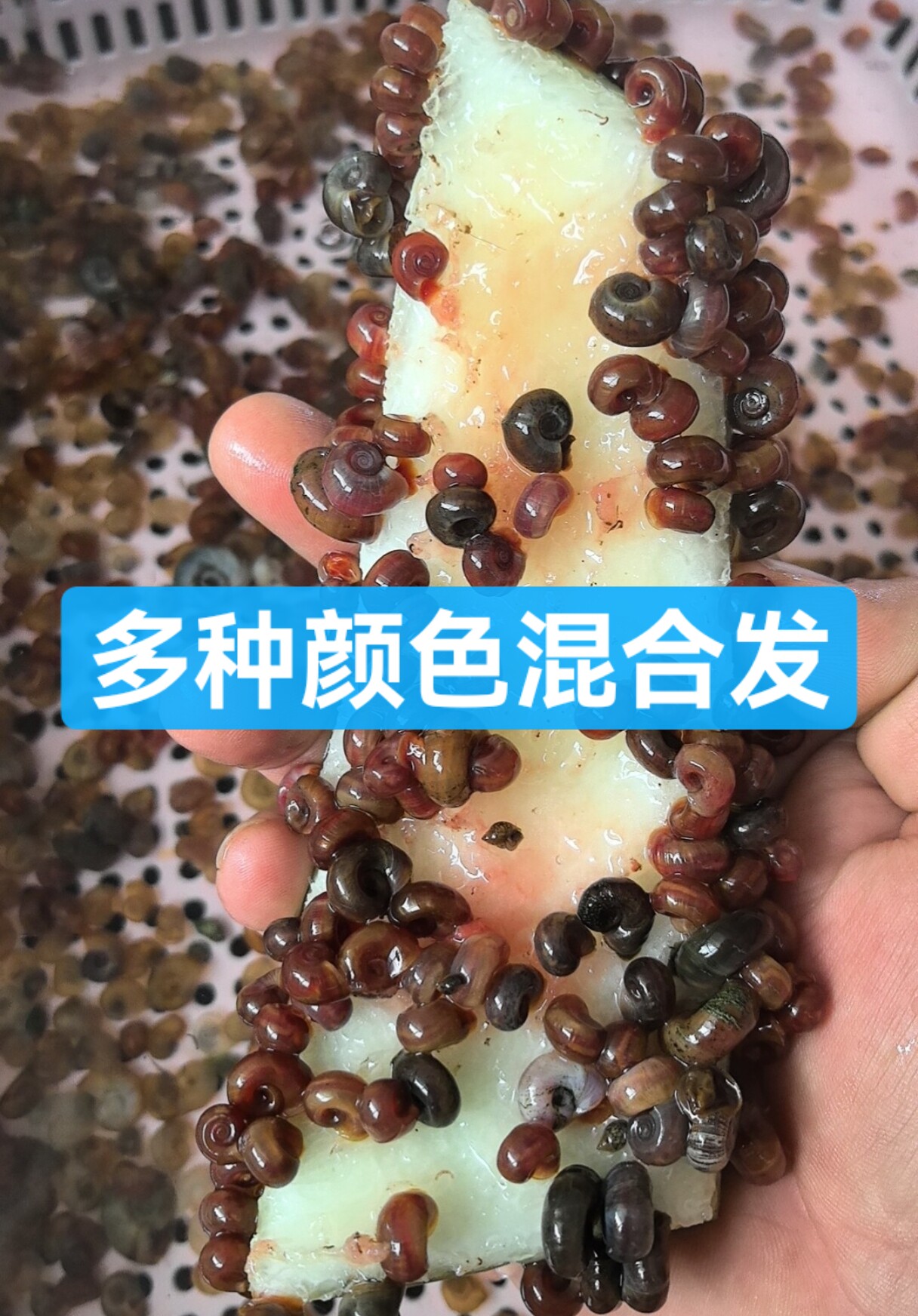 人工养殖苹果螺生鲜螺大号除藻螺神秘螺狗头鱼观赏龟3-5一5-9毫米