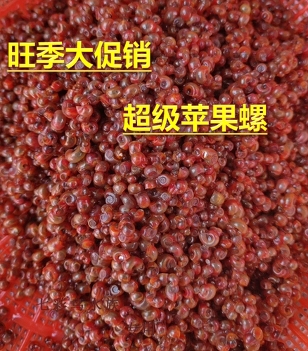 一毛一个全红苹果螺生鲜螺大号除藻螺神秘螺狗头鱼观赏龟5-9毫米