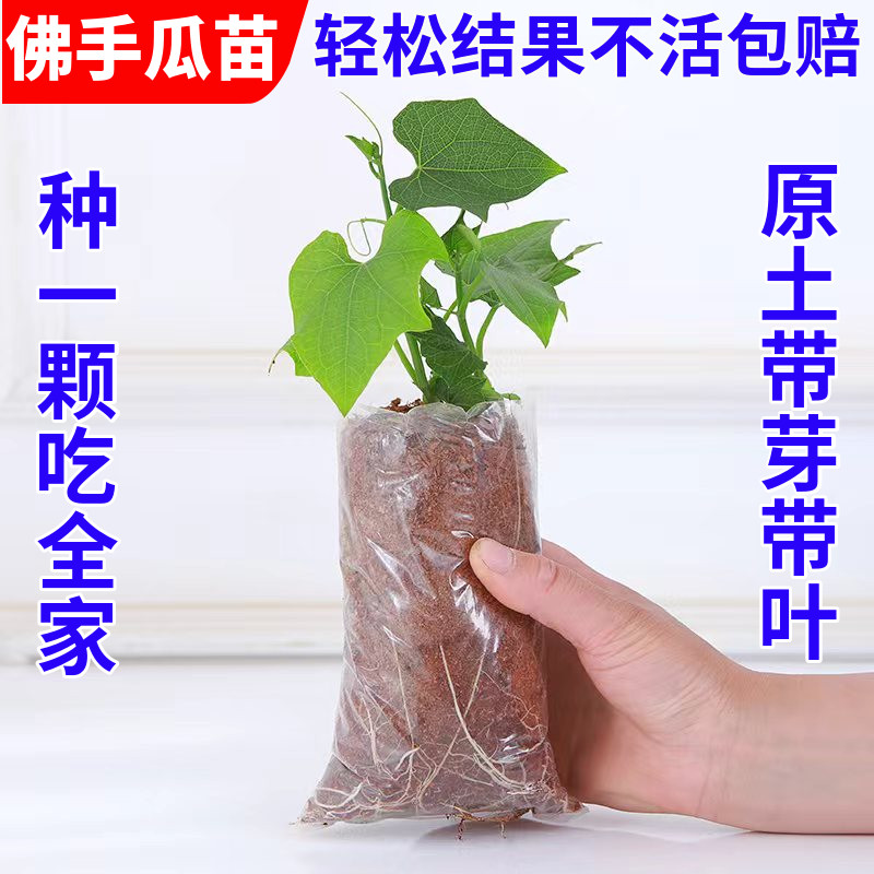 佛手瓜苗秧苗佛手瓜种瓜苗蔬菜苗种子高产带芽扶手瓜种植苗龙须菜