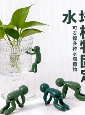 水培植物扶正扶枝固定造型