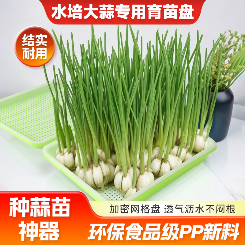 蒜苗盆栽大蒜种植盆种红葱头神器室内家庭阳台种菜盘栽种蒜黄水培