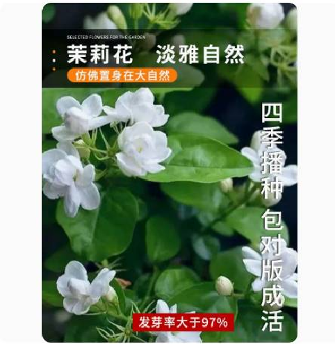 茉莉花种孑籽风车虎头白紫非洲茉莉花种子粒盆栽植物室内浓香四季