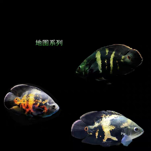 北京闪送地图鱼大黄蜂地图活体奥里诺科巴西野图猪仔鱼大型鱼