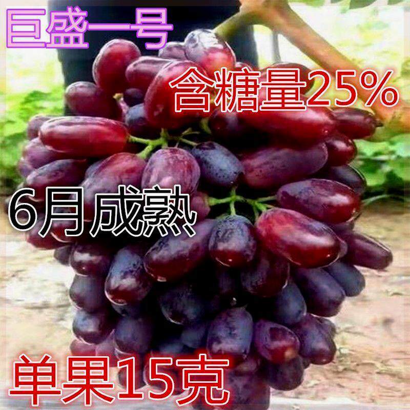 正宗巨盛一号葡萄苗早熟爬藤葡萄苗蓝宝石葡萄苗四季种植当年结果