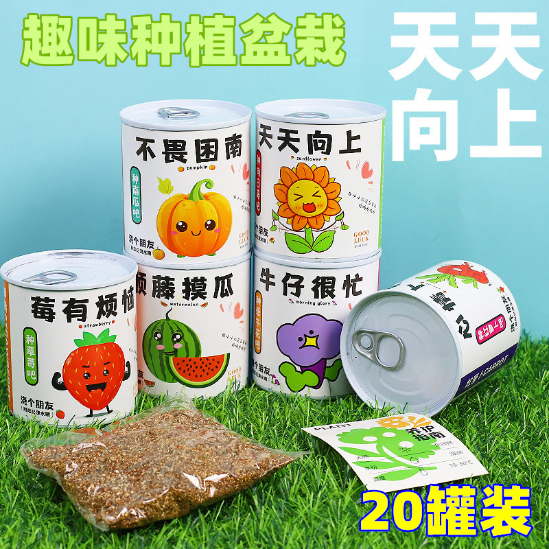 种植小盆栽礼物栽培罐头花罐头植物桌面好养种子草莓向日葵种植