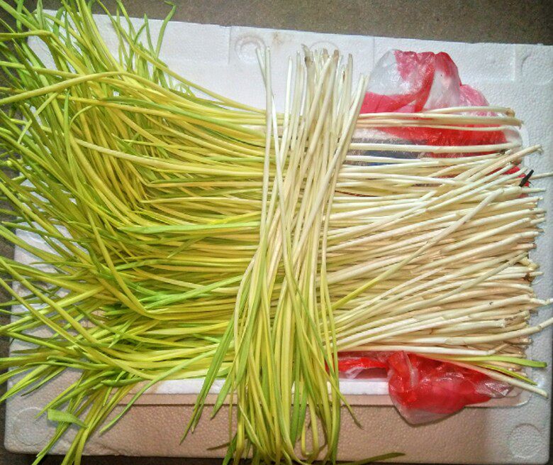新货正宗东北新鲜蔬菜蒜苗韭黄  东北韭菜现割发货顺丰留言