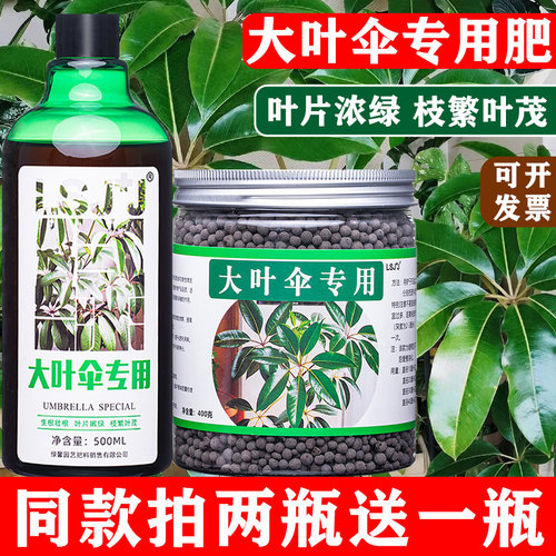 大叶伞绿叶壮杆专用肥料营养液
