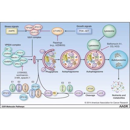 科研绘图封面信号通路医学SCI作图插画 机制图TOC摘要图画图 制图