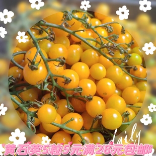 包邮 可串收满28元 8粒6元 多花型黄石英番茄种子