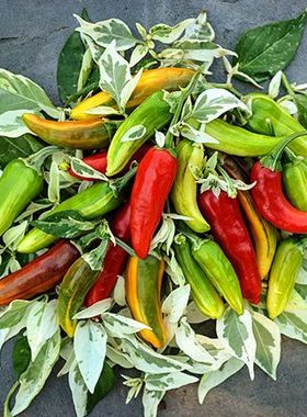 传家宝椒 鱼辣椒种子Fish-Pepper6粒8元满28元包邮