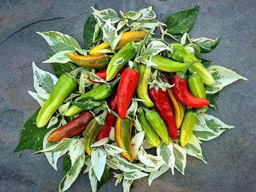 传家宝椒 鱼辣椒种子Fish-Pepper6粒8元满28元包邮