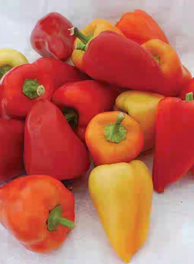 传家宝Red Belgian pepper红色比利时甜辣椒种子5粒6.8元28元包邮