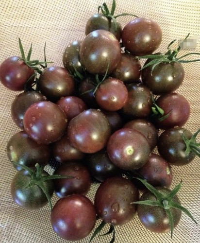 传家宝卡夫的紫糖番茄种子10粒8元满28元包邮