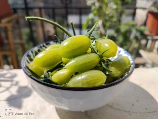 多花型舞动绿手指番茄种子3粒7元甜皮薄网红番茄满28元包邮