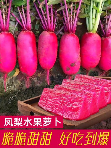 凤梨水果萝卜种子3克4.3元 红皮红肉种籽甜脆原厂彩包满28元包邮