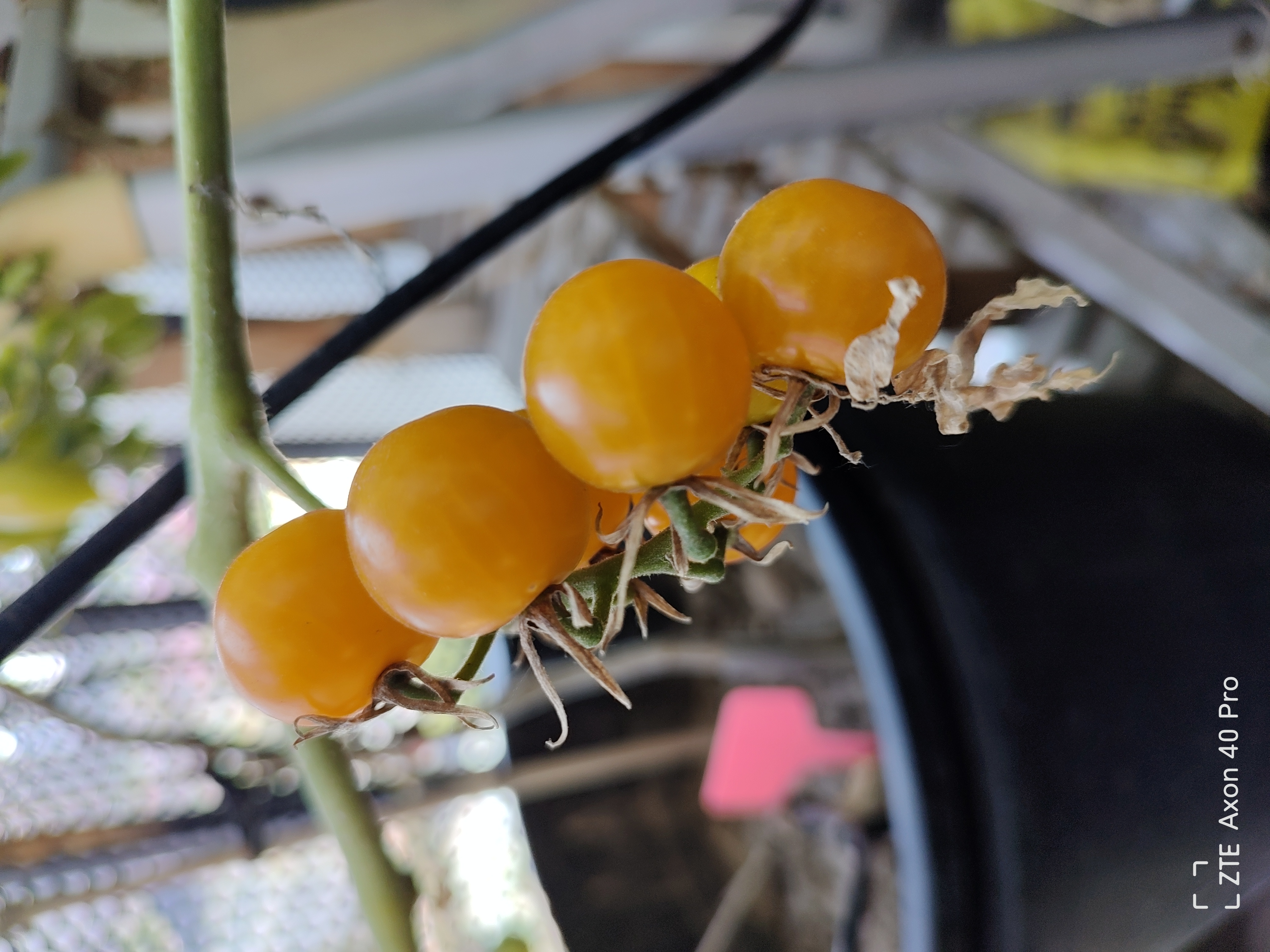 圣女果种子皮薄小黄樱桃番茄苗秧