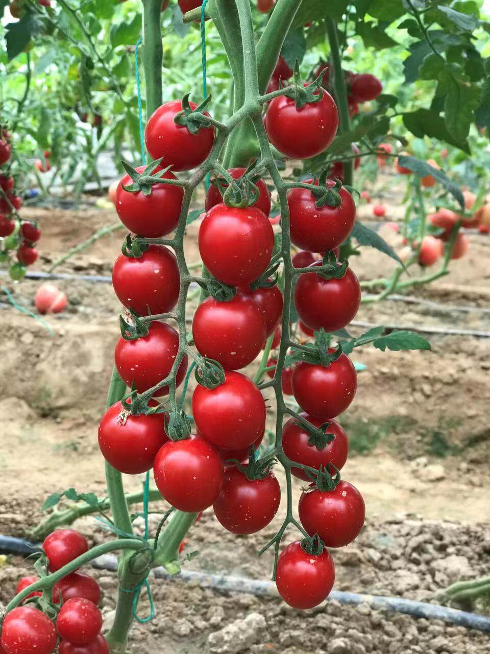 欧秀红樱1号小番茄种子5粒4元温州农科院育种28元包邮