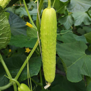 农科院中农脆玉2号水果黄瓜种子8粒3元抗病口感脆甜