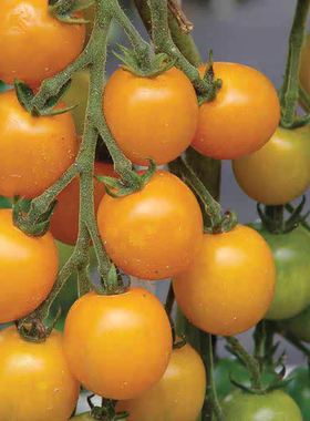 传家宝番茄金块（金色硬币） gold nugget 5粒4元满28元包邮