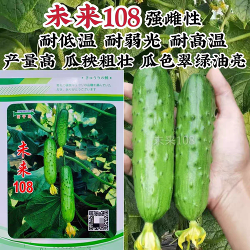 未来108全雌性旱黄瓜种子10粒4元F1满28元包邮
