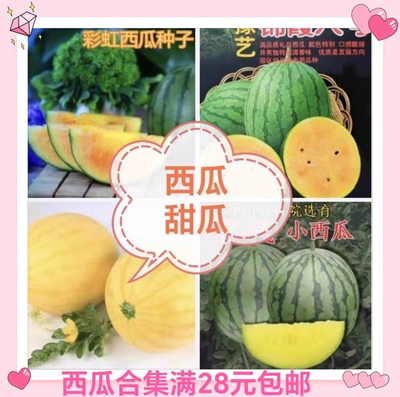 催芽西瓜种子合集爱娘月娘崩瓜小玉彩虹红珍珠金色羅皇小糖丸小兰