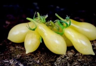 传家宝小番茄象牙泪Ivory Tears5粒5元皮薄满28元包邮