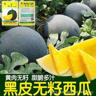 墨菲黑皮黄肉礼品西瓜种子约20粒原厂彩包黑皮黄心满28元包邮