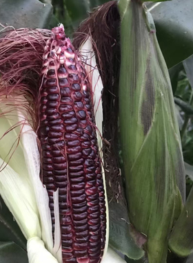 F1 黑金699甜加糯玉米种子30克10元原包紫轴紫粒反交育种籽是白色