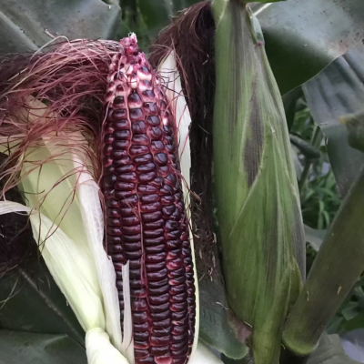 F1黑金699甜糯玉米种子30克10元120粒原包紫轴紫粒反交育种白色种