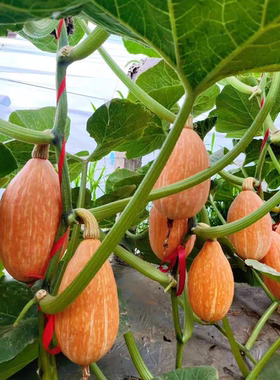 F1 蟹栗黄贵族南瓜种子3粒6.6元特色红皮香甜面粉糯满28元包邮