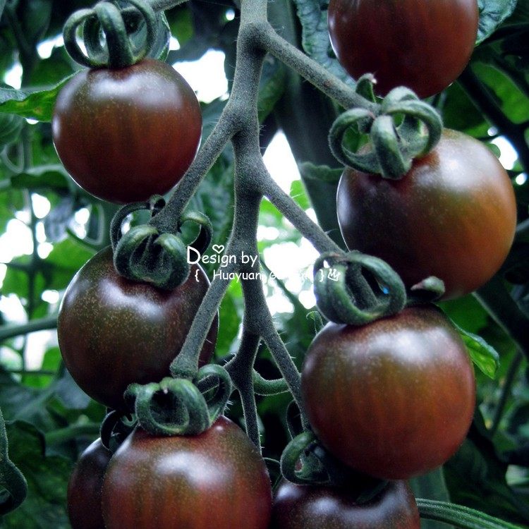 传家宝番茄自留籽黑猫眼石 Black Opal 10个籽10元18包邮在类目 农用物资, 农技服务中 - 来自Buy2taobao.com提供专业的淘宝代购服务