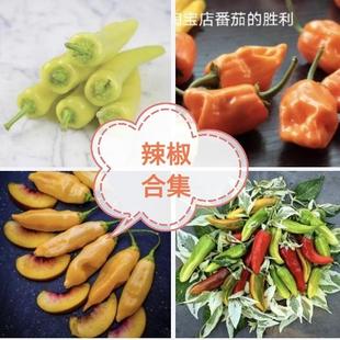 菜用辣椒种子合集螺丝椒杭椒二金条樟树港羊角椒麻椒黄线椒港椒