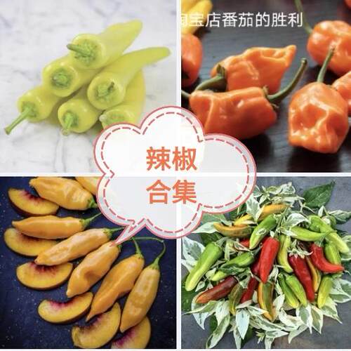 菜用辣椒种子合集螺丝椒杭椒二金条樟树港羊角椒麻椒黄线椒港椒