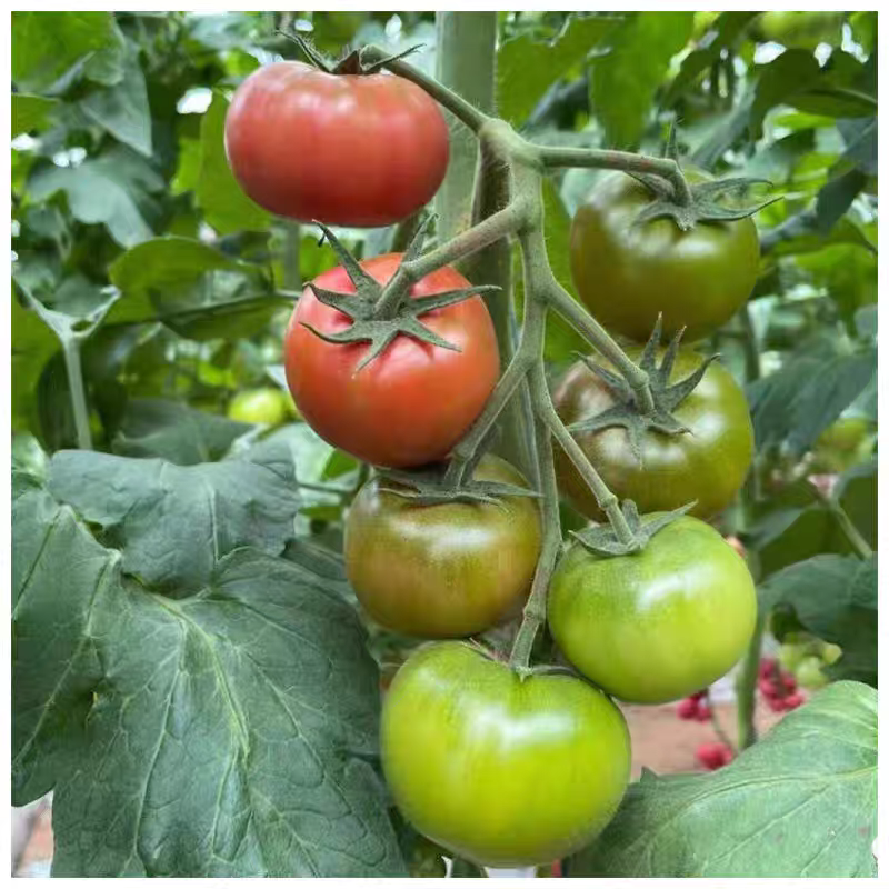 F1 光辉101草莓番茄种子4粒6.5元 绿肩口感水果番茄满28元包邮