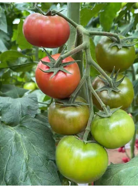 F1 光辉101草莓番茄种子4粒6.5元 绿肩口感水果番茄满28元包邮