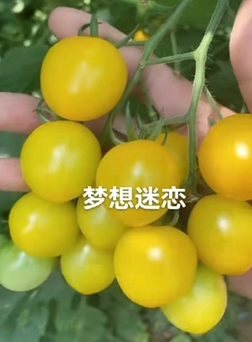 F1抗TY梦想迷恋口感小番茄种子5粒6元水果樱桃番茄满28元包邮