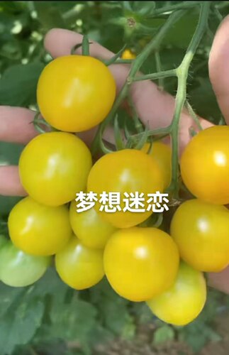 F1抗TY梦想迷恋口感小番茄种子5粒6元水果樱桃番茄满28元包邮