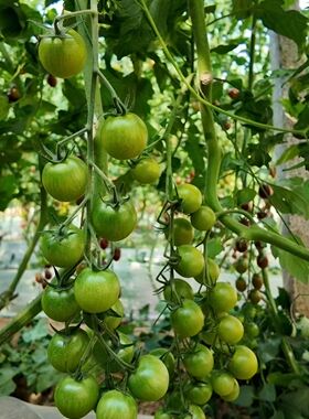 F1  罗密欧C140绿色小番茄种子5粒4.9元耐裂果满28元包邮