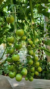 F1 罗密欧C140绿色小番茄种子5粒4.9元耐裂果满28元包邮