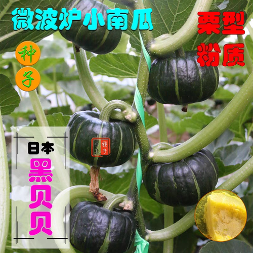 F1 日本黑贝贝小南瓜种子3粒6元强粉板栗型迷你南瓜满28元包邮